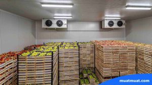 Tantangan dalam Implementasi Cold Chain Logistik